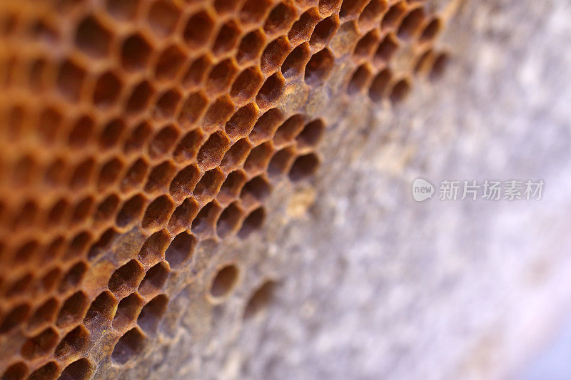 Close-up beautiful honeycomb